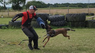 Owczarek belgijski Malinois Luna obrona przewodnika 29 lipca 2023 [upl. by Aleda]