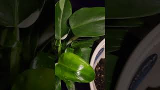 Philodendron Erubescens [upl. by Solrac]