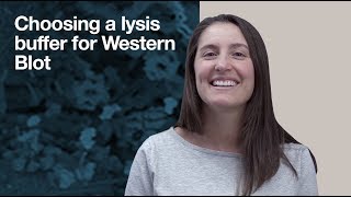 Choosing a Lysis Buffer for Western Blot WB  CST Tech Tips [upl. by Aitahs531]