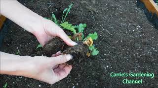 how to transplant statice seedlings how to transplant statice plants [upl. by Anyotal203]