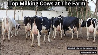 World Famous Sahiwal Cows Dairy and Cattle Farm Part 1 of Malik Taimoor Haidry cow dairyfarm [upl. by Jerrol]