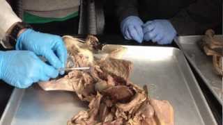 Anatomy of Cats Digestive system  Urinary system [upl. by Gough]