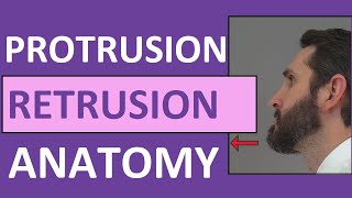 Protrusion Retrusion and Excursion Anatomy Body Movement Terms [upl. by Epul]