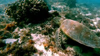 Ningaloo Reef Swimming with a Sea Turtle [upl. by Benia]