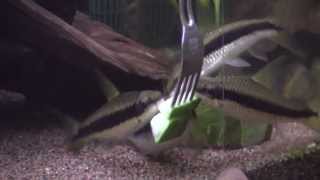 Crossocheilus siamensis eating cucumber [upl. by Frear]