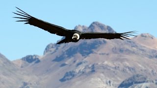 Condors Fly Again In Chile [upl. by Carlie]