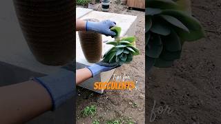 You Wont Believe How Easy Succulent Propagation Is [upl. by Livvyy]