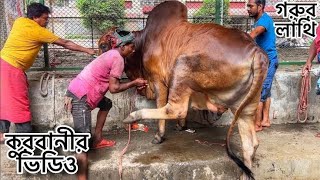 Gau Mata chor Pakar gaya 😭😭 Bengali Kurbani Goru kata  trending song viralvideo reels shorts [upl. by Athiste541]