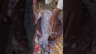 KORAL FISH CUTTING SKILLS 🐟🐟🐟🐟🐟🐟🐟🐟🐟 seafishcutting fish fishing fishcuting [upl. by Nanis]