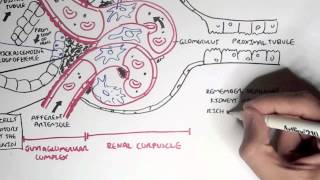 Nephrology  Kidney Physiology Overview [upl. by Warila]