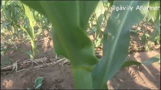 Local Maize Dimba Organic Farming Part 3  Organic makes crops feed from the soils Comfrey [upl. by Chapen]