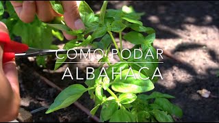 Como Podar Albahaca [upl. by Uria]