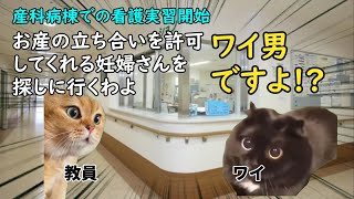 男性看護学生が実習で立ち会い出産に参加した話【猫ミーム】【猫マニ】 [upl. by Ayek716]