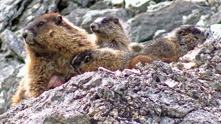 Hoary Marmot quotWhistlerquot Nursing Her Babies [upl. by Jessamyn]