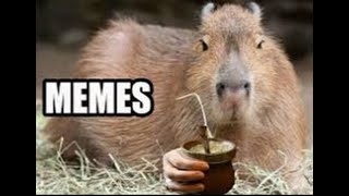 Capybara Memes [upl. by Yrro]