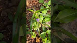 Flowers of Cyanotis axillaris [upl. by Asertal776]