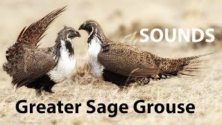 Greater Sage Grouse Sounds [upl. by Affrica]