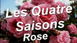 Les Quatre Saisons Rose [upl. by Edelson]