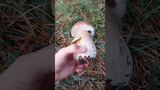 boletus funghi porcini seta cogumelo mushroom ciuperci pilze [upl. by Edak]