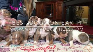 MOST BEAUTIFUL PUPPIES IN THE WORLD New Born Old English Bulldog Puppies RARE COLORED BULLDOGS [upl. by Elrebma516]