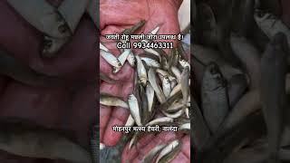 जयंती रोहू मछली जीरा उपलब्ध है Jayanti Rohu Seed Available bihar fish nalanda fishing rehu [upl. by Janessa]