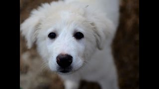 Brining a Great Pyrenees to the farm [upl. by Leirad398]