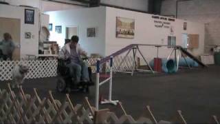 Dog Agility class with handler using power wheelchair [upl. by Rosalinde]