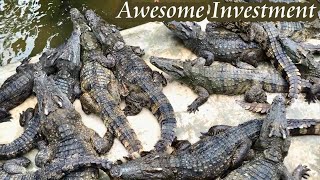 Alligator Farm  Awesome Investment Sector For Top Income [upl. by Flight]