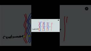 Crossing over in meiosis one Synapsis bivalent tetrad and chiasmata formation [upl. by Anahsak]