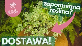 GORĄCA DOSTAWA ROŚLIN na początek LATA 😎🌺🌿🪴 [upl. by Rugen]