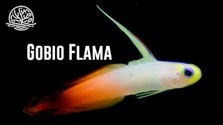 ¡Hablemos sobre los Gobios Flama [upl. by Celik]