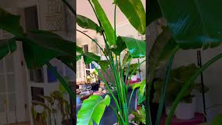 Bird of Paradise Plant gardening plant birdofparadise houseplants diygardening [upl. by Auberon]