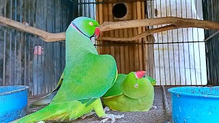 Ringneck Parrot Mating Behaviour [upl. by Calandra908]