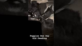 Puppies One Day Old Feeding puppies dogs funnyanimals cute [upl. by Ydnerb]