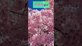 河津桜 河津桜原木 すずめ [upl. by Erdnael]