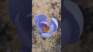 Crocus Speciosus 🌷 Fall Blooming Bulbous Plant [upl. by Ryley210]