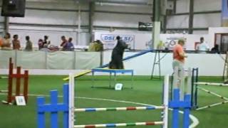 Hilo  Briard in excellent standard agility  73110 [upl. by Lupe906]