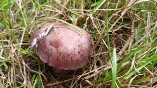 Cortinarius Purpurascens 🍴22092024 La Tremelière [upl. by Ilegna]