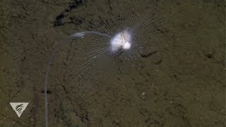 Deepsea sponges with a killer appetite [upl. by Meehahs]