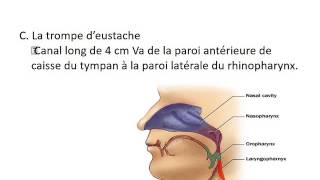 ORL Anatomie de l’oreille 2 [upl. by Conard]