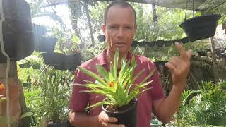 como cuidar de bromelias showbromelia gusmaniaflores [upl. by Assila214]