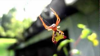 Shockingly Beautiful Spider The ArrowShaped Micrathena [upl. by Pirozzo424]