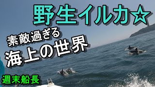 週末船長 マイボートで釣りしてたら野生イルカに遭遇【大分県佐賀関沖】 [upl. by Osugi457]