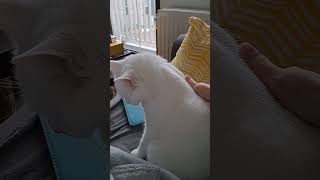 cute white cat likes to be petted [upl. by Noyart]