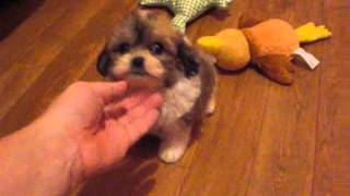 Shichon Zuchon Teddy Bear puppies in Michigan and Illinois puppies for sale [upl. by Adnael]