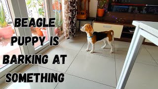 A Beagle Puppy is Barking at Something  Beagle Puppy Video beagle puppy dog beaglepuppy vlog [upl. by Neeham]