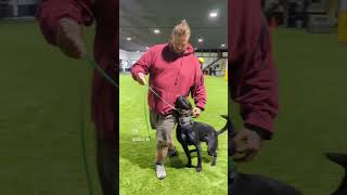 Focus Heeling lesson with black malinois [upl. by Alpert]