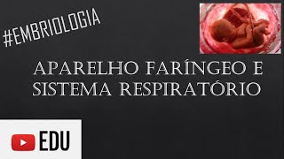 EMBRIOLOGIA Aparelho Faríngeo e Sistema Respiratório [upl. by Sualkin]