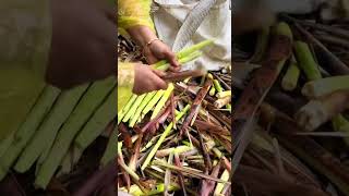 harvest young bamboo shoots shorts farming agriculture garden [upl. by Candyce]