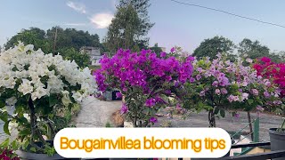 Saron repot lo a par tura enkawl dan Numami hnen atangin ngaithla ang bougainvillea gardening [upl. by Filbert239]